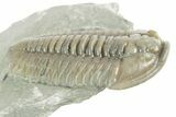 Prone Flexicalymene Trilobite - Mt Orab, Ohio #380327-1